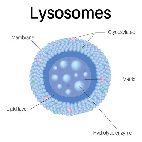Lysosomes Are Membrane Enclosed Organelles Lysosomes In Cell 8143455
