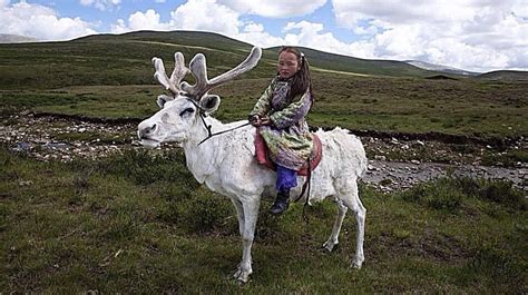 nomadic life reindeer reindeer herders mongolia