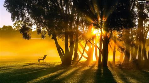 Summer Forest Sunrise