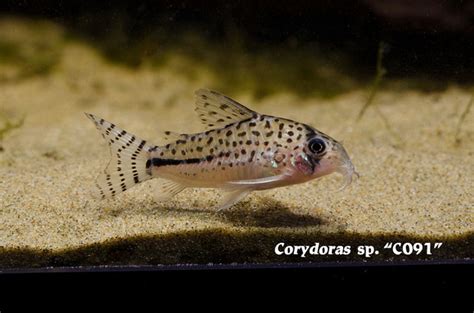 Wet Spot Tropical Fish Corydoras Corydoras Sp C091