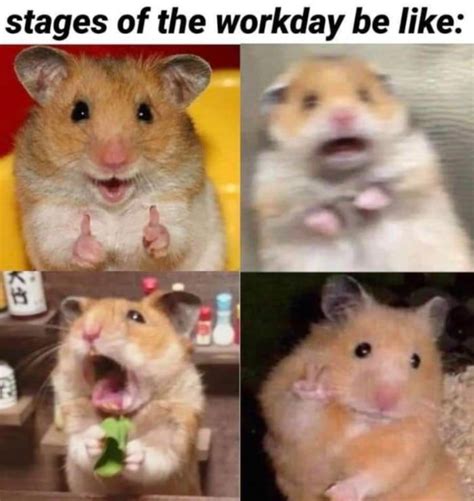 Funny Hamsters Meme