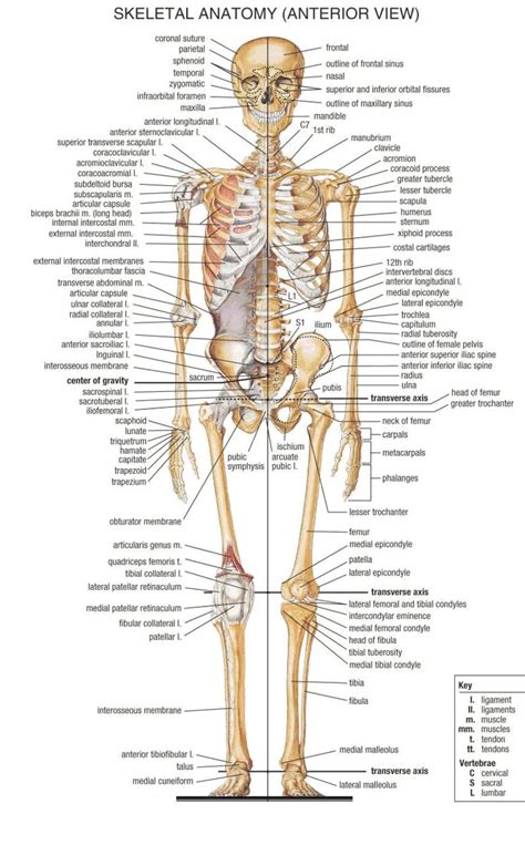 Skelette 1 Anatomie Und Physiologie Anatomie Anatomie Des Körpers