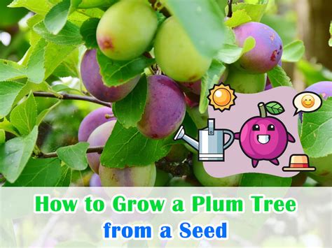 How To Grow A Plum Tree From A Seed Orchard Mastery Tips Housegarden