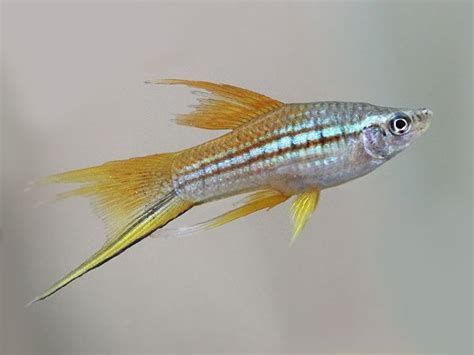 Marigold Lyretail Swordtail Fish Beautiful Fish Freshwater Aquarium