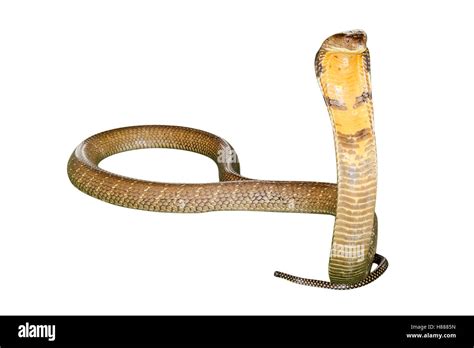 King Cobra Snake Stock Photo Alamy
