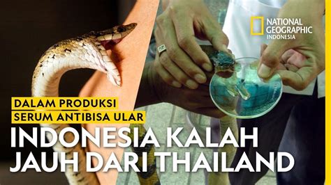 Kenapa Indonesia Kalah Jauh Dari Thailand Dalam Produksi Antivenom Ular