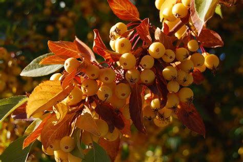 Harvest Gold Crabapple Tree Luvmykatz Flickr