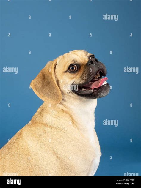 Portrait Of Young Adorable Happy Puggle Stock Photo Alamy