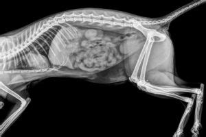 During a cat x ray stomach, your kitty should feel little to no discomfort, though if she's not calm it … cat that was shot in the neck with a pellet. Kitten X Ray - Anna Blog
