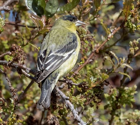 684 x 500 jpeg 111 кб. Lesser Goldfinch | San Diego Bird Spot