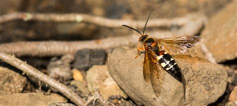 How To Deal With Cicada Killer Wasps Hawx Pest Control