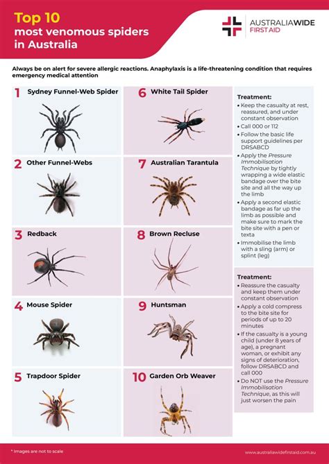 Top 10 Most Dangerous Spiders In Australia