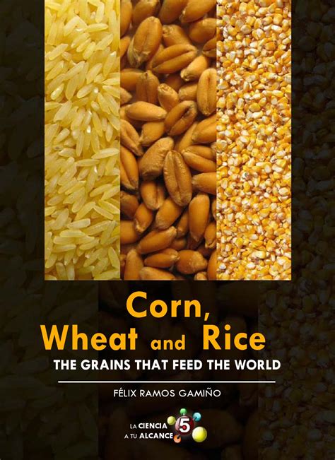 Corn Wheat And Rice By Rodrigo Soto Moreno Issuu