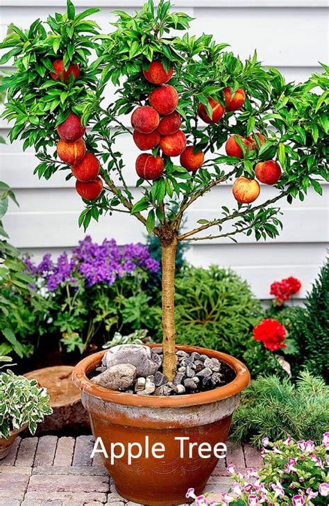 10 Best Fruits To Grow In Your Pots Home Gardeners