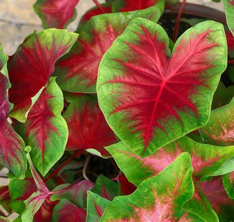 Shade Plants Red Leaves Garden Plant