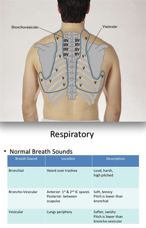 Lung Sounds Profilexoler