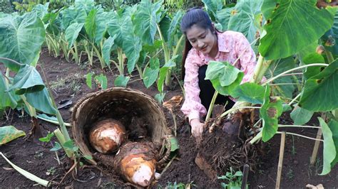 Have You Ever Grown Taro And Dig It For Your Recipe Dig Big Taro For