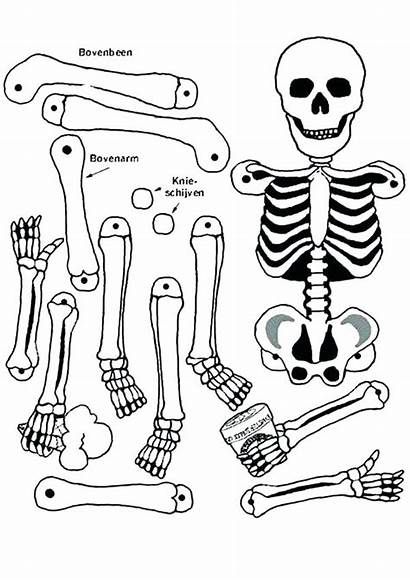 Skeleton Coloring Human Bones Anatomy Pages Bone