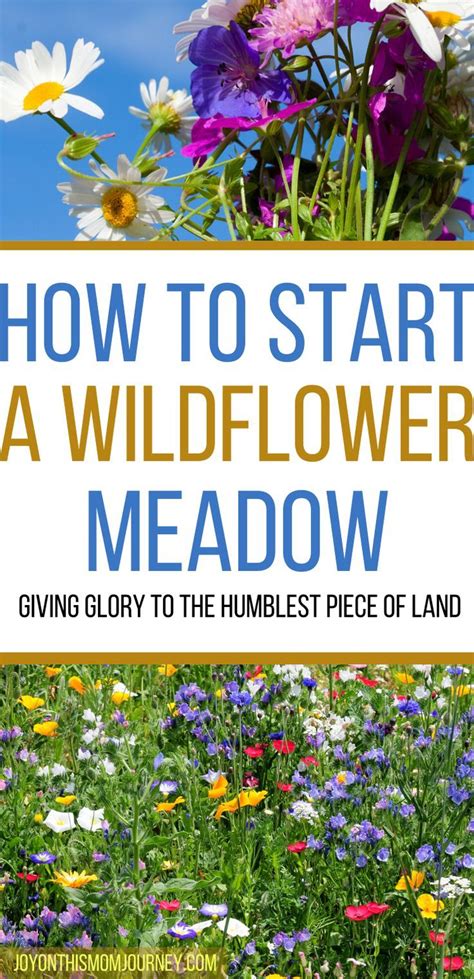How To Start A Wildflower Meadow Joy On This Mom Journey In 2020