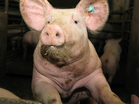Schweine Gliedma En Und Gelenke Wann Nehme Ich Was Schweine Tiergesundheit Ratgeber