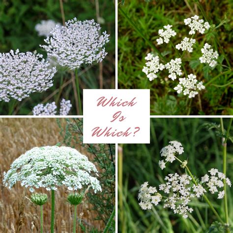 How To Identify Queen Annes Lace Wild Carrot Dengarden