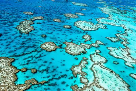 Australia's government will oppose new efforts to categorize the great barrier reef as endangered and facing mounting risks as a result of climate change. Great Barrier Reef: Tipps für das größte Korallenriff der ...