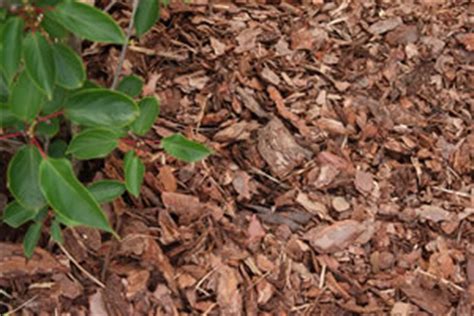 Wer seinen garten vor dem austrocknen und vor unkraut schützen möchte, kann auf mulch zurückgreifen. Rindenmulch - Preise und Anwendung von Mulch