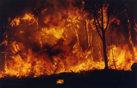 They are frequent among shade intolerant trees such as pines and firs. Impacts of Bushfires - Bushfire Front