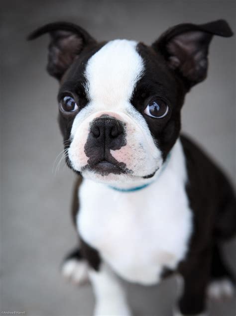 Boston Terrier Puppies Gray Pets Lovers
