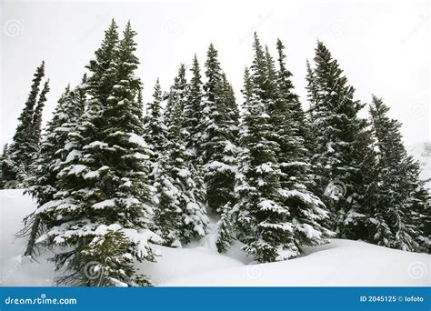 Snow Covered Pine Trees Stock Image Image Of Winter 2045125