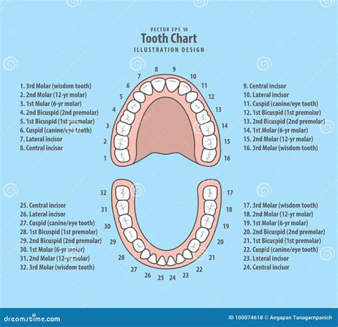13 Printable Diagram Of Teeth With Numbers Pics Directscot