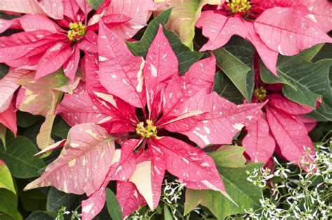 Gorgeous New Poinsettia Varieties To Keep Holiday Spirits Bright