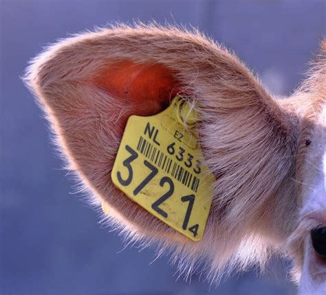 A Close Up Of A Dog With A Tag On Its Ear