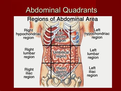 If you plan to enter a healthcare profession such as nursing. Anatomy Quadrants Of The Abdomen - ovulation symptoms