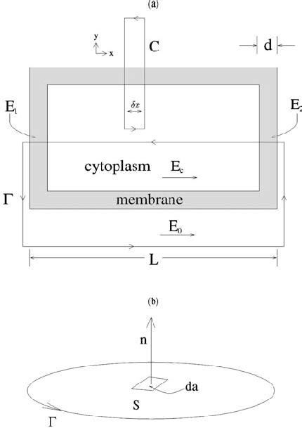 A Cylindrical Cell Model For A Cell Subjected To An Axisymmetric