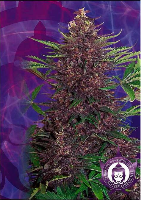 Purple Kush Auto Semillas De Marihuana Autoflorecientes