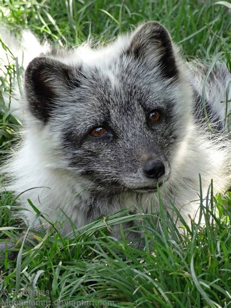 Arctic Fox By Mandd Portegies Mouselemur On Deviantart Fox Animals