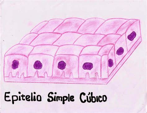 Manual Interactivo De Tejido Epitelial Epitelio Simple Cuboide Images