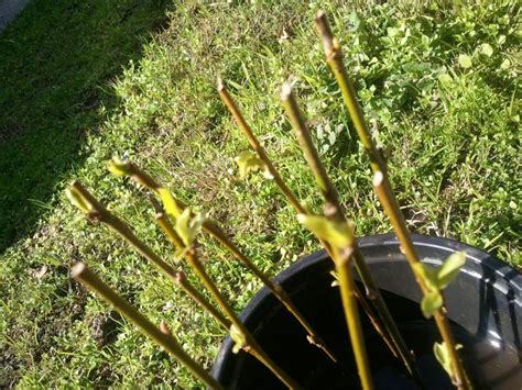 Starting Trees From Cuttings