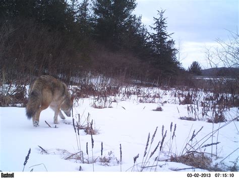 Wildlife Tracking In The Adirondacks Photos Huffpost