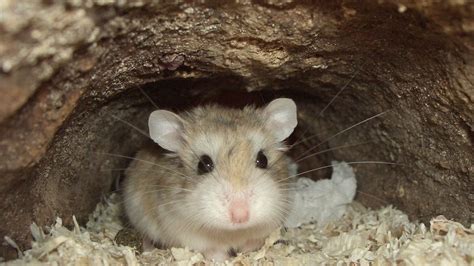 Wild Hamster The Intriguing Story Behind The Household Pet
