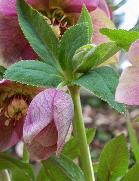 Plantpostings Plant Of The Month Hellebore