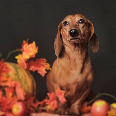 Here Is A Dachshund Dog Surrounded By Fall Bounty And In Time For