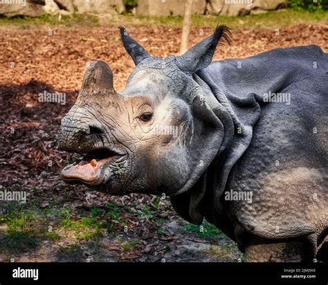 A Closeup Of A Rhino With Open Mouth Standing Outdoors Stock Photo Alamy