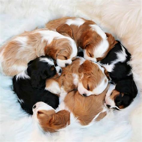 Cute Puppies Cute Baby Dogs Baby Animals Cute Little Puppies