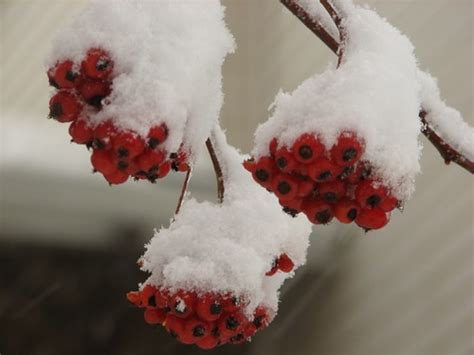 Snowberries Dave Hogg Flickr