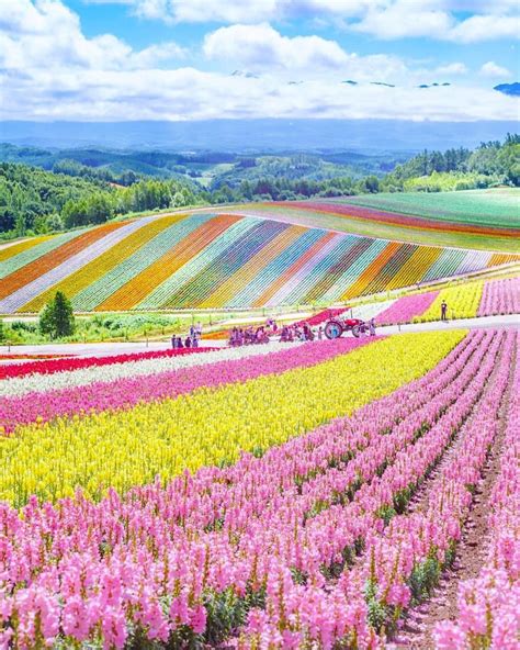 The Breathtaking Flower Hill Of Hokkaido Japan Flower Farms