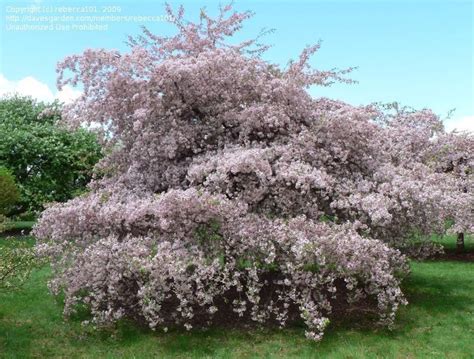 Plantfiles Pictures Flowering Crabapple Louisa Malus By Rebecca101