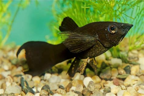 Black Molly Fish Size Food Care