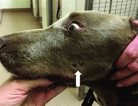 Necrotic Bite Site Marks On The Face Of A Dog 48 H After Envenomation